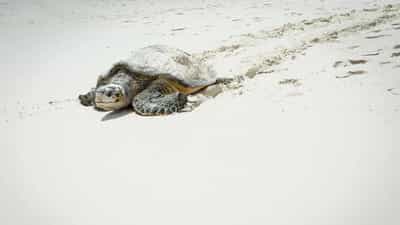 Turtle Trails: കളിയാക്കേണ്ട! കടലാമയ്ക്ക് അങ്ങ് യുഎസില് വരെയുണ്ട് പിടി; കേരളത്തിന്റെ തലവര മാറും? Turtle Trails: കളിയാക്കേണ്ട! കടലാമയ്ക്ക് അങ്ങ് യുഎസില് വരെയുണ്ട് പിടി; കേരളത്തിന്റെ തലവര മാറും?