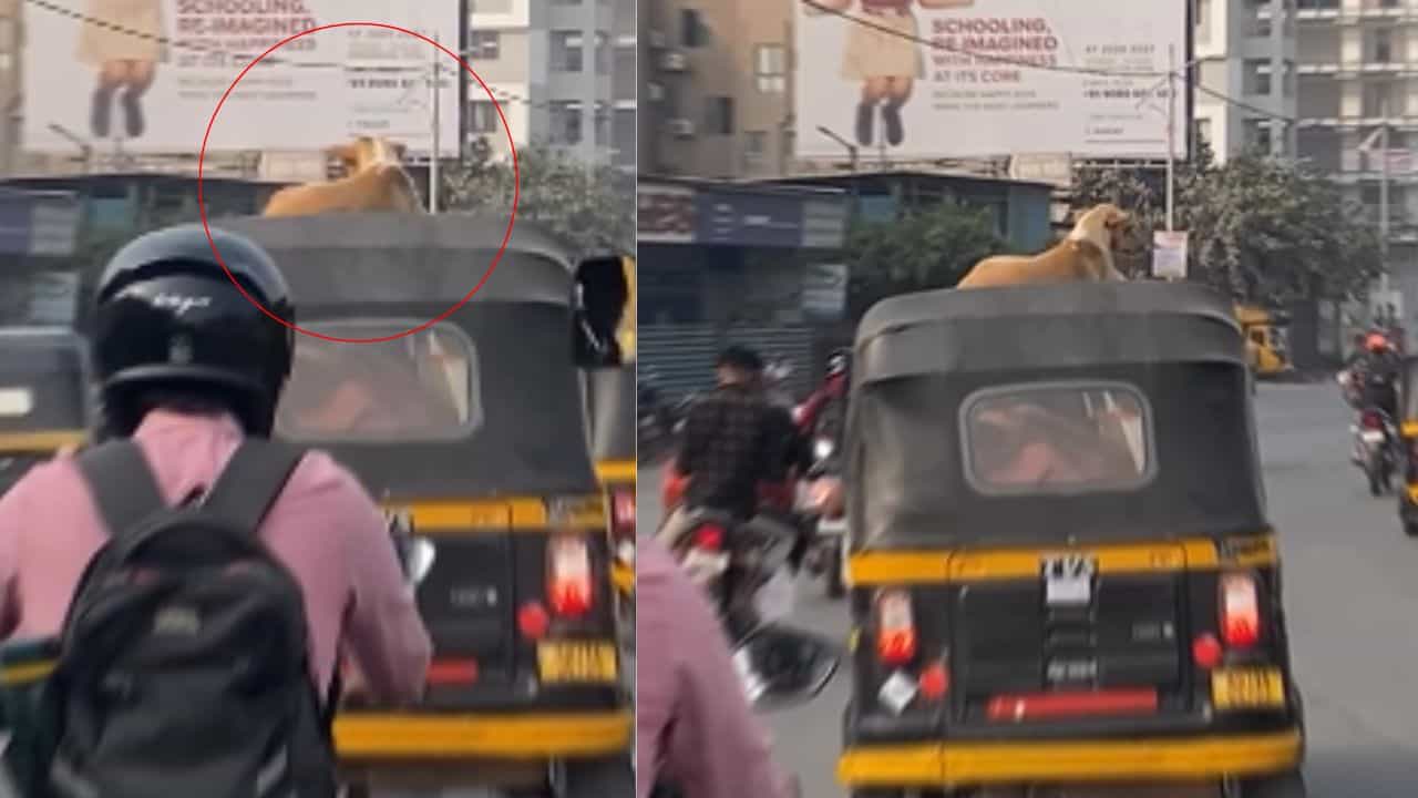 Viral Video: റോയൽ ലുക്കിൽ ഒരു യാത്ര! പായുന്ന ഓട്ടോറിക്ഷയ്ക്ക് മുകളിലിരുന്ന് നായയുടെ യാത്ര; വീഡിയോ വൈറൽ