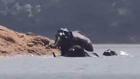 കാടിനുള്ളിലെ ജലാശത്തിലൂടെ നീന്തി മറുകരയിൽ എത്തുന്ന കാട്ടാന കൂട്ടം