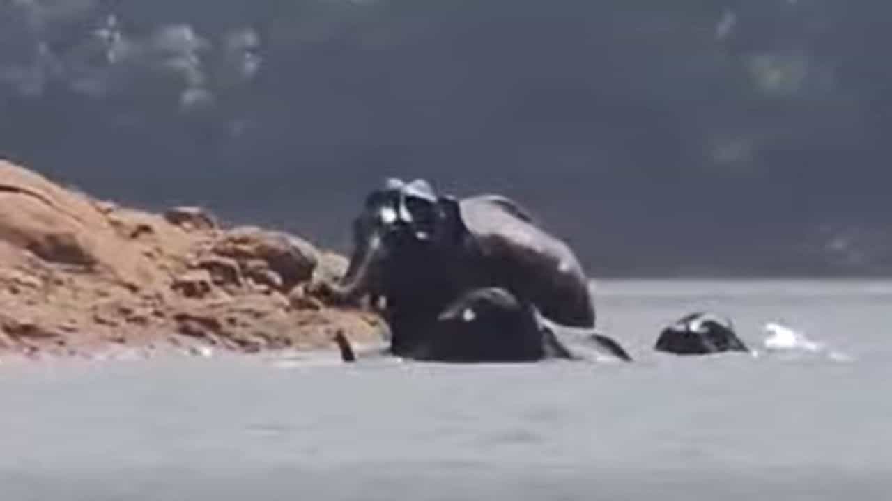 Viral Video : കാടിനുള്ളിലെ ജലാശത്തിലൂടെ നീന്തി മറുകരയിൽ എത്തുന്ന കാട്ടാന കൂട്ടം; തേക്കടിയിലെ മനോഹരമായ കാഴ്ച