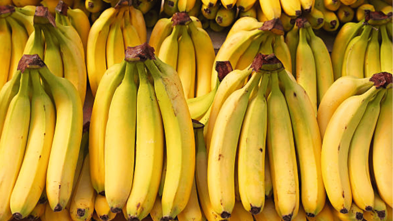 അതേസമയം, രാത്രി ഏറെ വൈകി വാഴപ്പഴം കഴിക്കുന്നത് ചിലരിൽ ദഹനപ്രശ്നങ്ങൾക്ക് കാരണമാകാറുണ്ട്. അതുപോലെ രാവിലെ എഴുന്നേറ്റ ഉടനെ വെറും വയറ്റിൽ വാഴപ്പഴം മാത്രം കഴിക്കുന്നത് അത്ര നല്ലതല്ല. (Image Credit: Getty Images)