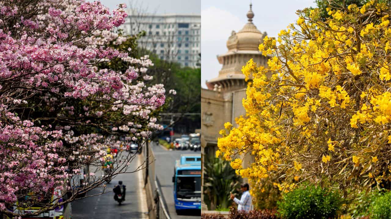 Bengaluru Travel Guide: എയർ കണ്ടീഷൻ പൊലൊരു ന​ഗരം; ബം​ഗളൂരുവിലെ ഈ കുളിരിന് പിന്നിലെ രഹസ്യം ഇതാണ്?