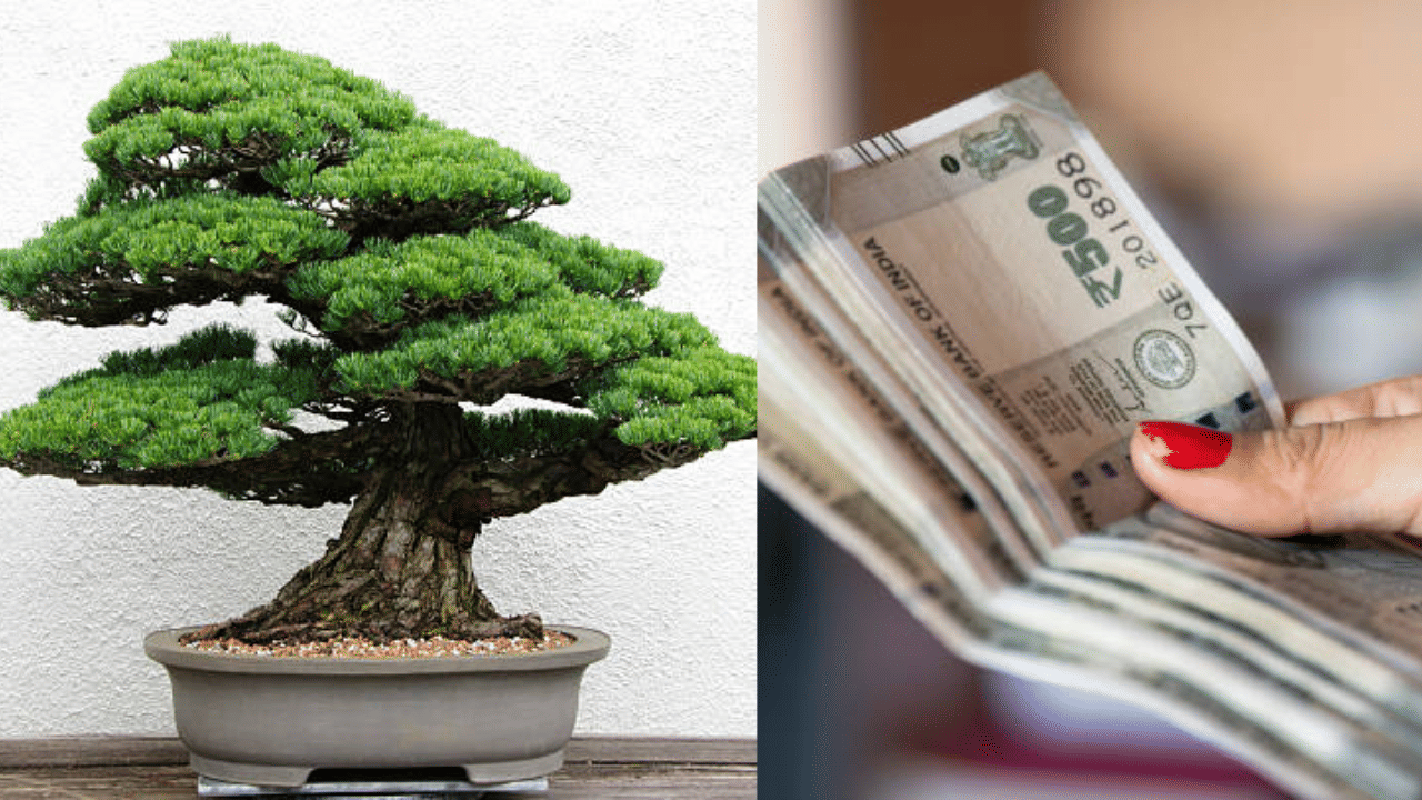 Bonsai Business: കുറഞ്ഞ ചെലവിൽ ലക്ഷങ്ങൾ നേടാം, മുടക്കുമുതലിന്റെ 70% വരെ ലാഭം; സർക്കാർ സബ്സിഡിയും ഉണ്ട്!