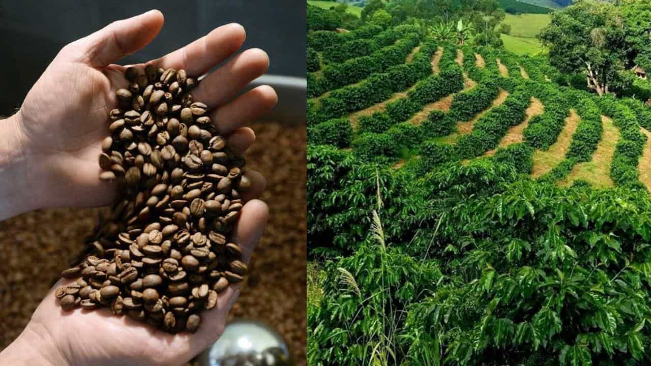 Brazil: ലോകത്തിൻ്റെ കാപ്പിപ്പാത്രം; ഫുട്ബോൾ മാത്രമല്ല, കാപ്പിയും ബ്രസീലിന് വികാരമാണ്