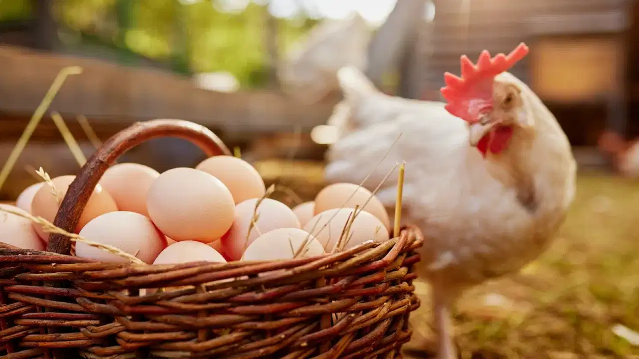 Saudi Arabia Poultry Ban: ഇന്ത്യയുടെ ചിക്കനും മുട്ടയും ഇനി സൗദി അറേബ്യയ്ക്ക് വേണ്ട... നിരോധനം എത്രകാലത്തേക്ക് ? Saudi Arabia Poultry Ban: ഇന്ത്യയുടെ ചിക്കനും മുട്ടയും ഇനി സൗദി അറേബ്യയ്ക്ക് വേണ്ട... നിരോധനം എത്രകാലത്തേക്ക് ?