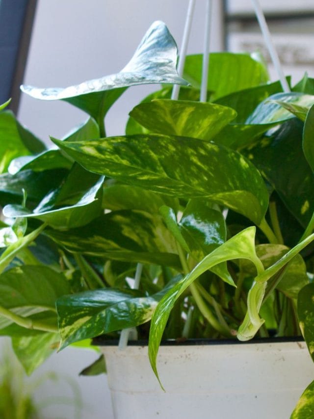 അടുക്കളയിൽ മണി പ്ലാൻ്റ് വളർത്താമോ? അറിയാതെ പോകരുത്