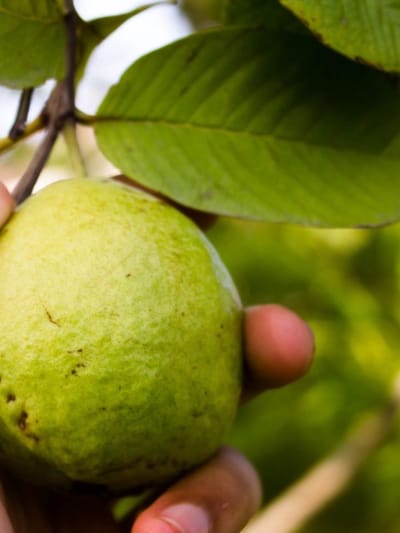 പേരയ്ക്ക ഇത്ര വലിയ സംഭവമോ?