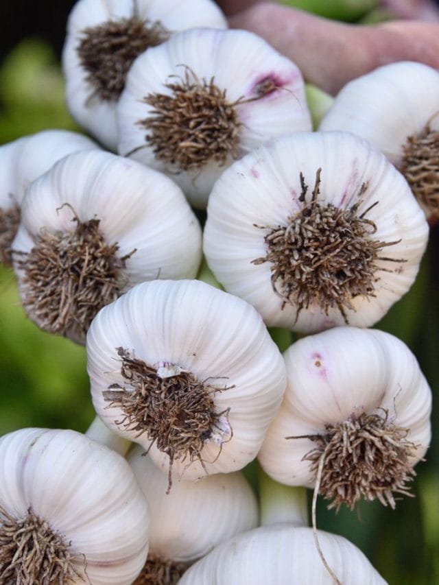 ഇവർ വെളുത്തുള്ളി തൊട്ടുപോകരുത്! ജീവന് തന്നെ അപകടമായേക്കാം