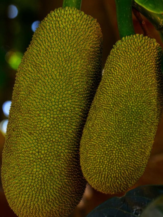 ചക്ക കഴിച്ച ശേഷം ഇതൊന്നും ചെയ്യരുത്