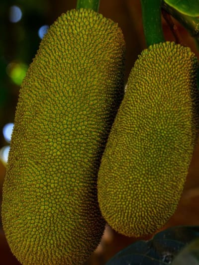 ചക്ക കഴിച്ച ശേഷം ഇതൊന്നും ചെയ്യരുത്