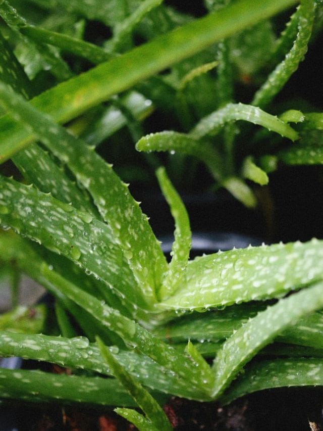 കറ്റാർവാഴ പുരട്ടിയാൽ വെയിലത്ത് കറുക്കുമോ? ഈ അബദ്ധം കാട്ടരുത്