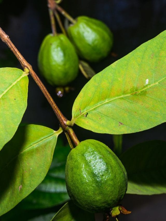 പേരയ്ക്കയ്ക്ക് ആപ്പിളിനേക്കാൾ ​ഗുണമുണ്ടോ ?