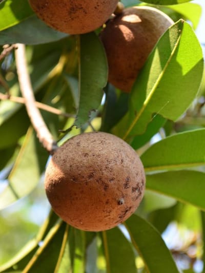 പ്രമേഹരോ​ഗികൾ സപ്പോട്ട കഴിച്ചാൽ സംഭവിക്കുന്നത്…