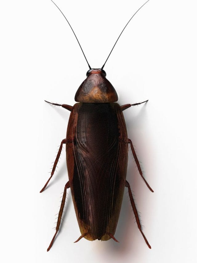 അടുക്കളയിൽ നിന്ന് പാറ്റയെ തുരത്തണോ?