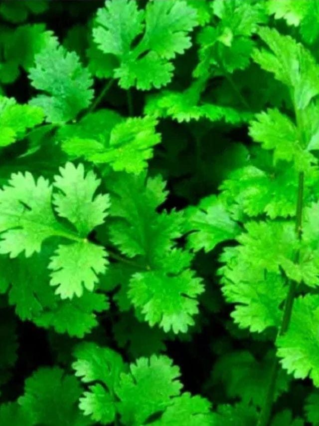 മല്ലിയില അടുക്കളയിൽ നട്ടുവളർത്താമോ?