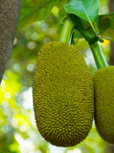 പ്രമേഹമുള്ളവർക്ക് ചക്ക കഴിക്കാമോ?