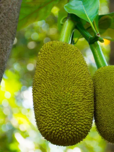 ചക്ക അച്ചാറുണ്ടാക്കിയാലോ? വര്‍ഷങ്ങളോളം സൂക്ഷിക്കാനും ബെസ്റ്റ്‌