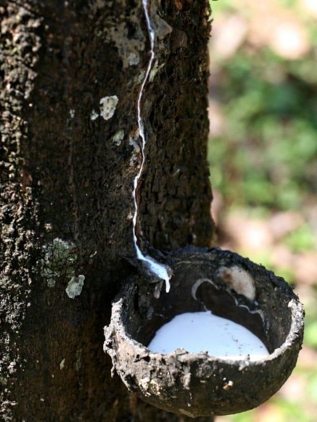 റബർവില കുതിക്കുന്നു, ലാഭം കൊയ്യാൻ വഴിയുണ്ട്