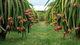 'കമലം' നടാം, കിലോയ്ക്ക് 300 രൂപ വരെ വില കിട്ടും