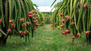 നിക്ഷേപകർക്ക് 1500 കോടി വരുമാനം ; പതഞ്ജലി നിക്ഷേപകർക്ക് നേട്ടം