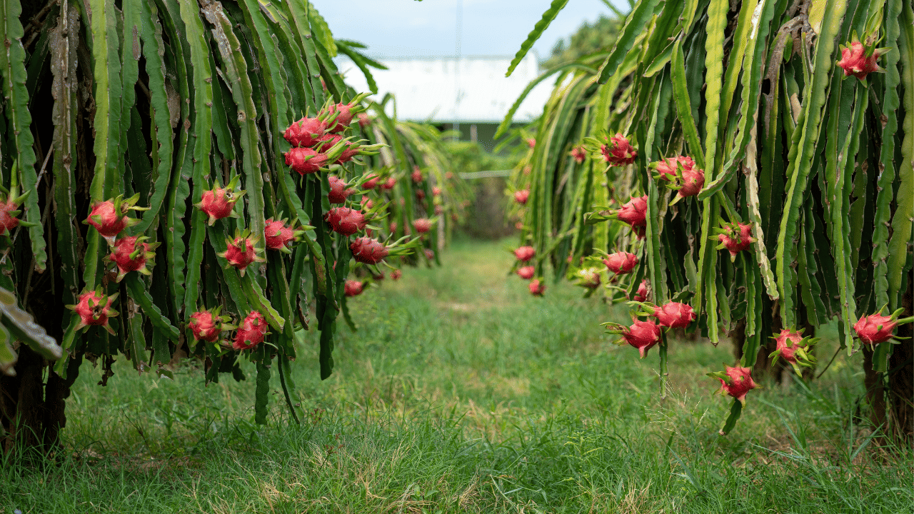 Dragon fruit: കമലം നടാം, കിലോയ്ക്ക് 300 രൂപ വരെ വില കിട്ടും Dragon fruit: കമലം നടാം, കിലോയ്ക്ക് 300 രൂപ വരെ വില കിട്ടും