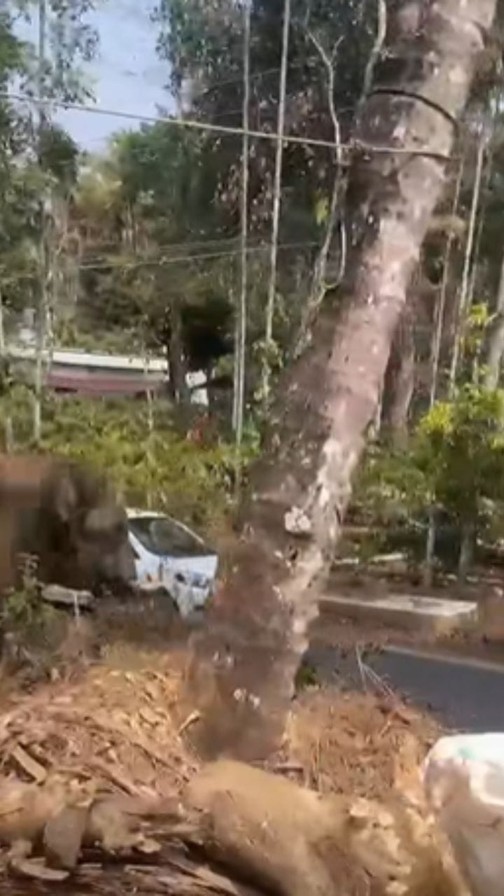 കാട്ടാന ഓടിപ്പോകുന്നതിനിടയിലേക്ക് കാർ കയറി വന്നു, രക്ഷപ്പെട്ടത് തലനാരിഴയ്ക്ക്