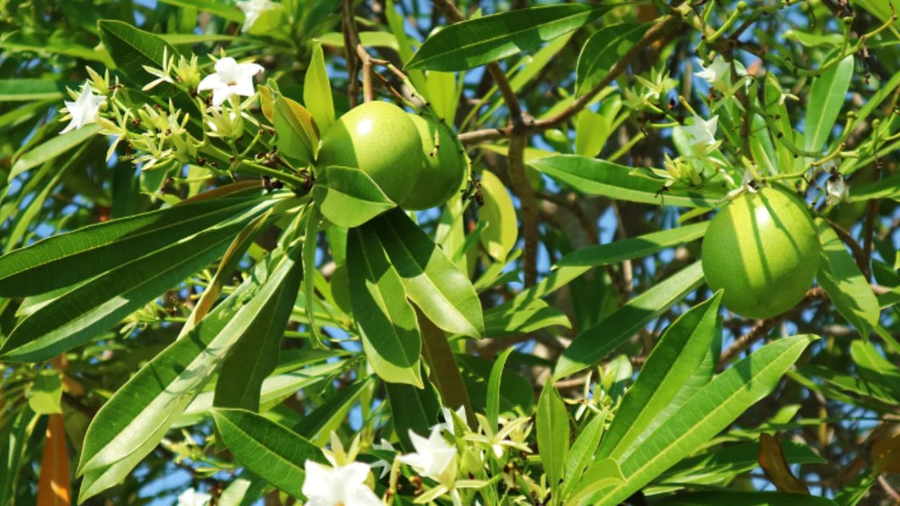 കാഴ്ചയിൽ മാങ്ങയോടോ ചെറിയ ആപ്പിളിനോടോ സാമ്യമുള്ളതുകൊണ്ടാണ് ഇതിനെ 'വിഷമാങ്ങ' എന്ന് പലരും തെറ്റായി വിളിക്കുന്നത്. ശാസ്ത്രീയമായി മാങ്ങ 'അനാകാർഡിയേസീ' കുടുംബത്തിൽ പെടുമ്പോൾ, ഒതളങ്ങ 'അപ്പോസൈനേസീ' കുടുംബത്തിലാണ് ഉൾപ്പെടുന്നത്. ഇത് മാരക വിഷമുള്ള അരളി ചെടിയുടെ ഒരു വകഭേദമാണ്.