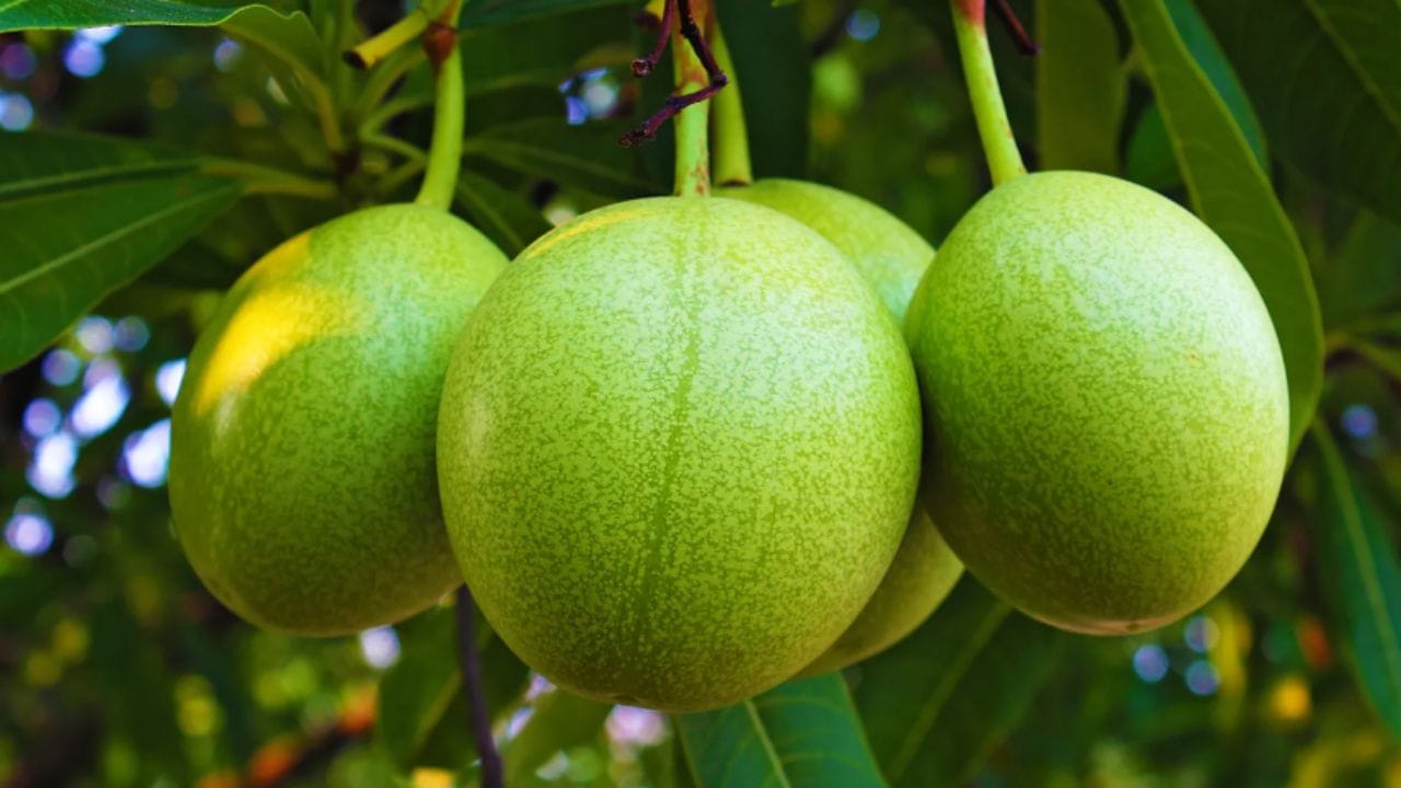 ലോകമെമ്പാടും 'സൂയിസൈഡ് ട്രീ' എന്നാണ് ഒതളങ്ങ അറിയപ്പെടുന്നത്. ഇതിന്റെ വിത്തിൽ അടങ്ങിയിരിക്കുന്ന 'സെർബെറിൻ' (Cerberin) എന്ന പദാർത്ഥം ഹൃദയമിടിപ്പിന്റെ താളം തെറ്റിക്കുകയും മരണത്തിന് കാരണമാവുകയും ചെയ്യും. 