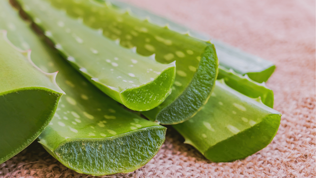 തലമുടിയുടെ ആരോ​ഗ്യത്തിന് കറ്റാർ വാഴ നല്ലതാണ്. കറ്റാർവാഴയുടെ ജെൽ മുടിയുടെ വളർച്ചയ്ക്കും തിളക്കത്തിനും മികച്ചതാണ്. ഇതിലടങ്ങിയിരിക്കുന്ന എൻസൈമുകൾ കേടായ കോശങ്ങളെ നന്നാക്കുകയും മുടിക്ക് സിൽക്കി ലുക്ക് നൽകുകയും ചെയ്യുന്നു.
