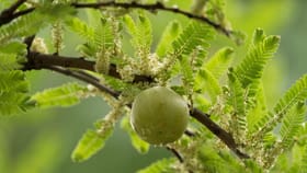 30ന് മുമ്പേ നരയ്ക്കുന്നോ? മുടി വേരോടെ കറുപ്പിക്കാൻ നെല്ലിക്ക