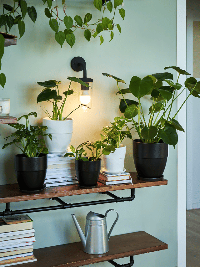 വീടിനകത്ത് ഈ ചെടികൾ ഉണ്ടെങ്കിൽ എസി വേണ്ട!