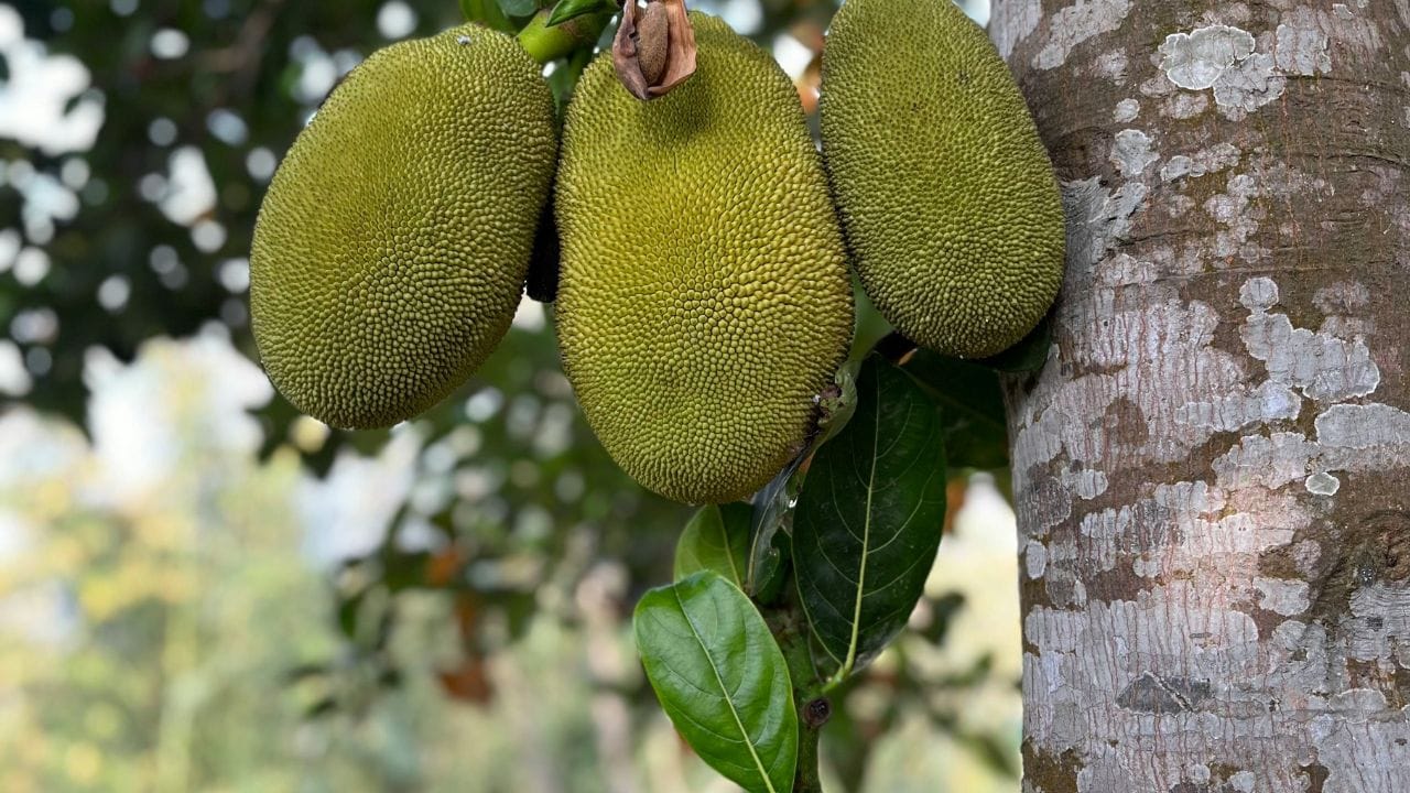 നല്ല മധുരമുള്ള ചക്കപ്പഴം പഴക്കം മൂലം പുളിച്ചാൽ അതിൽ മദ്യത്തിന്റെ അംശം കണ്ടെത്താൻ കഴിയും. പുളിക്കാൻ സഹായിക്കുന്ന ഫ്രക്ടോസ്, ഗ്ലൂക്കോസ് എന്നീ ഘടകങ്ങൾ ചക്കപ്പഴത്തിലുണ്ട്. എന്നാൽ ചക്കപ്പഴം ആ അവസ്ഥയിൽ കഴിക്കാൻ പ്രയാസമായിരിക്കും എന്നാണ് വിദഗ്ധർ പറയുന്നത്.