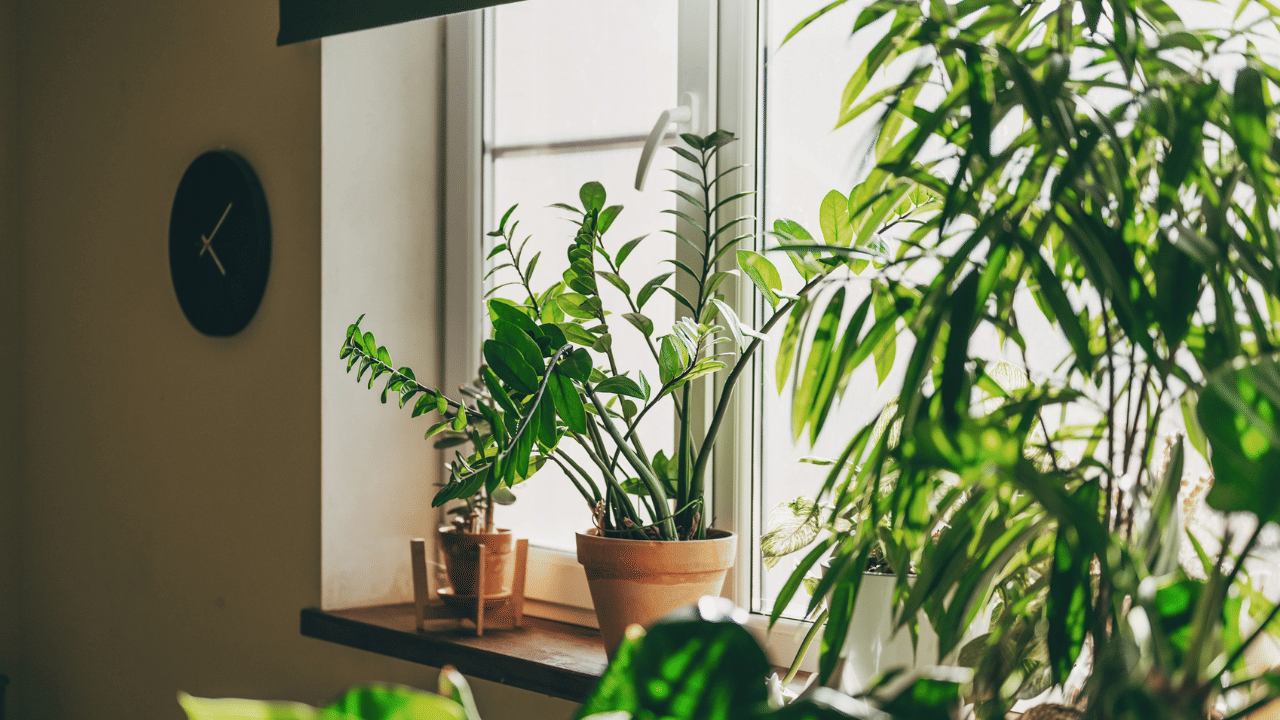 വീടിനുള്ളിൽ വളർത്താൻ കഴിയുന്ന ഇൻഡോർ പ്ലാന്റുകൾ വായു ശുദ്ധീകരിക്കുക മാത്രമല്ല, മുറിക്കുള്ളിലെ ഈർപ്പം നിലനിർത്തുകയും തണുപ്പ് നൽകുകയും ചെയ്യുന്നു. ജനൽക്കലിലോ ബാൽക്കണിയിലോ ചെടികൾ വെക്കുന്നത് ചൂടിനെ തടയാൻ സഹായിക്കും.
