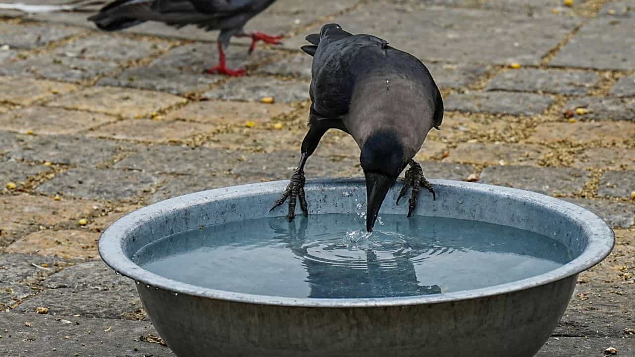 Kerala Weather Update: കൊടും ചൂടിന് ആശ്വാസമായി ശിവരാത്രിയിൽ മഴയെത്തുമോ?; കാലാവസ്ഥ ഇങ്ങനെ