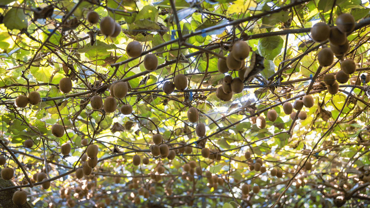 Kiwi Cultivation: ചൈനക്കാരനാ, കേരളത്തിലും കൃഷി ചെയ്യാം; കിലോയ്ക്ക് 500 രൂപ വരെ! Kiwi Cultivation: ചൈനക്കാരനാ, കേരളത്തിലും കൃഷി ചെയ്യാം; കിലോയ്ക്ക് 500 രൂപ വരെ!