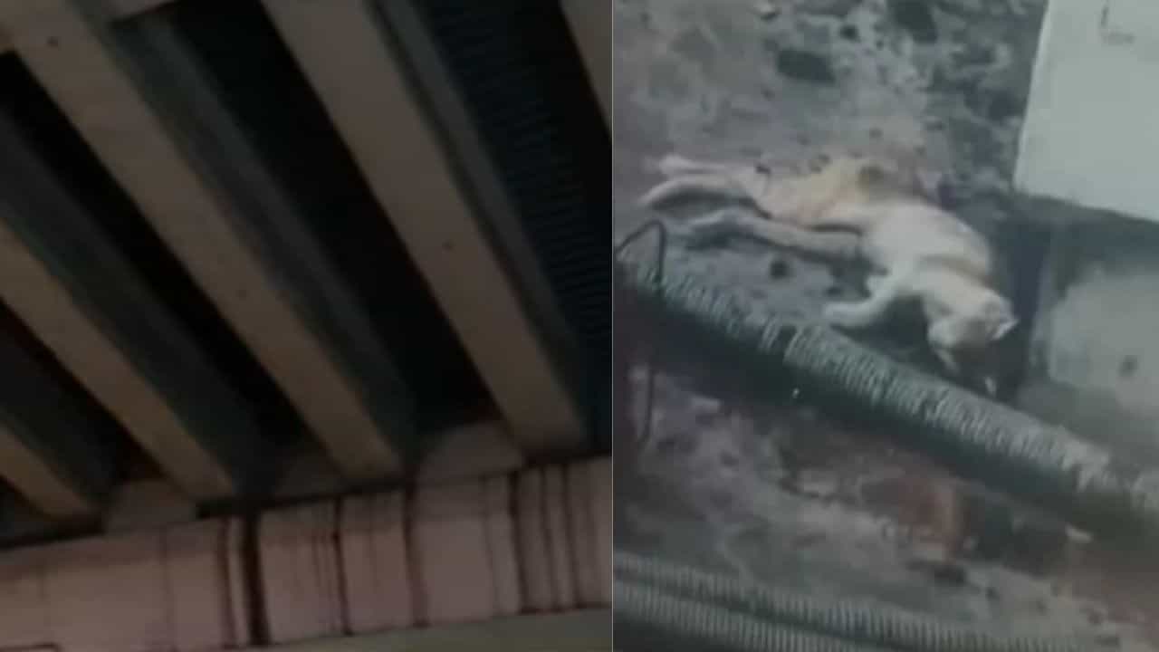 Kochi Metro Cat Rescue: എടാ സുഭാഷേ ചാടടാ! കൊച്ചി മെട്രോ ട്രാക്കിൽ പൂച്ചക്കുട്ടി; സർവീസ് നിർത്തിവെച്ച് രക്ഷാദൗത്യം Kochi Metro Cat Rescue: എടാ സുഭാഷേ ചാടടാ! കൊച്ചി മെട്രോ ട്രാക്കിൽ പൂച്ചക്കുട്ടി; സർവീസ് നിർത്തിവെച്ച് രക്ഷാദൗത്യം
