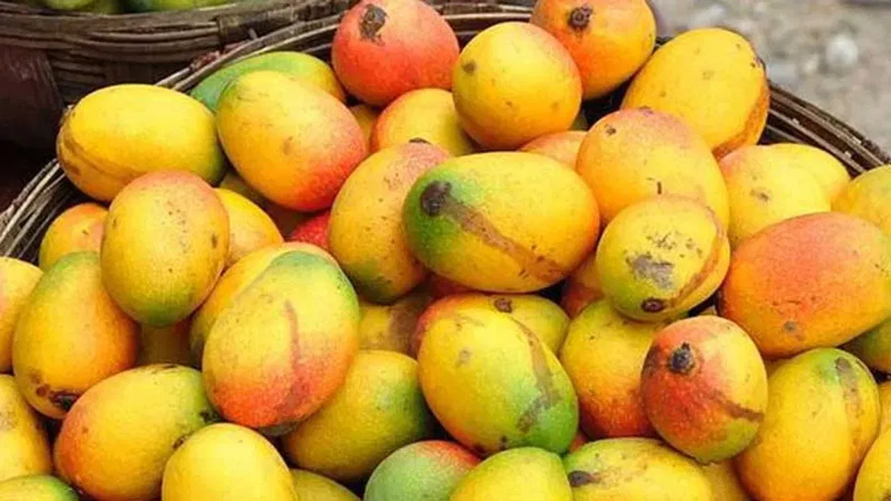 മാമ്പഴക്കാലം കഴിഞ്ഞാലും ആ തനതായ രുചി ആസ്വദിക്കാൻ ആഗ്രഹിക്കുന്നവർക്കായി ഇതാ ഒരു എളുപ്പവഴി. സീസൺ കഴിഞ്ഞും മാമ്പഴം കേടുകൂടാതെ മാസങ്ങളോളം സൂക്ഷിച്ചുവെക്കാൻ 'ഫ്രീസിംഗ്' രീതിയാണ് ഏറ്റവും അനുയോജ്യം.