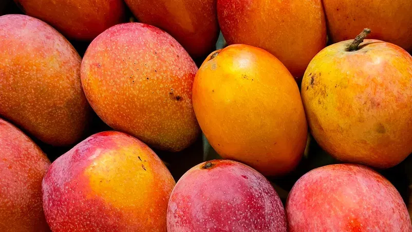 സോഷ്യൽ മീഡിയയിലൂടെ വൈറലായ ഈ രീതി പിന്തുടർന്നാൽ അടുത്ത മാമ്പഴക്കാലം വരെ മാമ്പഴത്തിന്റെ ഗുണം നഷ്ടപ്പെടാതെ നിലനിർത്താം. നന്നായി പഴുത്തതും കേടില്ലാത്തതുമായ മാമ്പഴമാണ് ഇതിനായി തിരഞ്ഞെടുക്കേണ്ടത്.