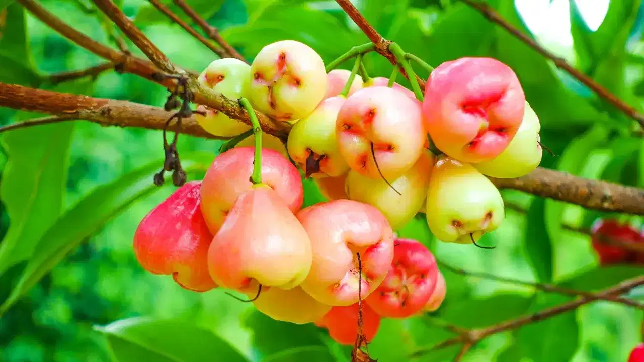 Rose apple side effects: ചാമ്പങ്ങ കഴിച്ചാൽ വയറിന് പ്രശ്നമുണ്ടാകുമോ? ദഹനവും ചാമ്പങ്ങയും തമ്മിലുള്ള ബന്ധം Rose apple side effects: ചാമ്പങ്ങ കഴിച്ചാൽ വയറിന് പ്രശ്നമുണ്ടാകുമോ? ദഹനവും ചാമ്പങ്ങയും തമ്മിലുള്ള ബന്ധം