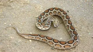 Kerala Weather Update: ഇന്ന് മഴയുണ്ട്… പക്ഷെ നാളെയോ? വരും മണിക്കൂറിലെ കാലാവസ്ഥ ഇങ്ങനെ