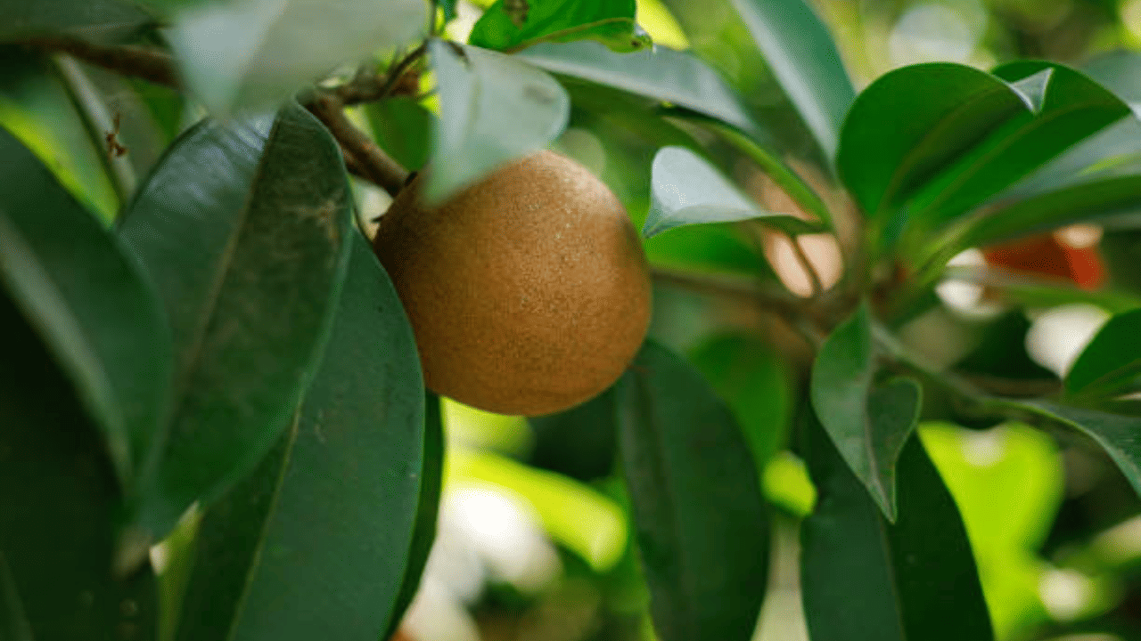 Sapota Farming: സപ്പോർട്ടായി ഈ ചെടിയുണ്ടോ? മാസം പതിനായിരങ്ങൾ സമ്പാദിക്കാം