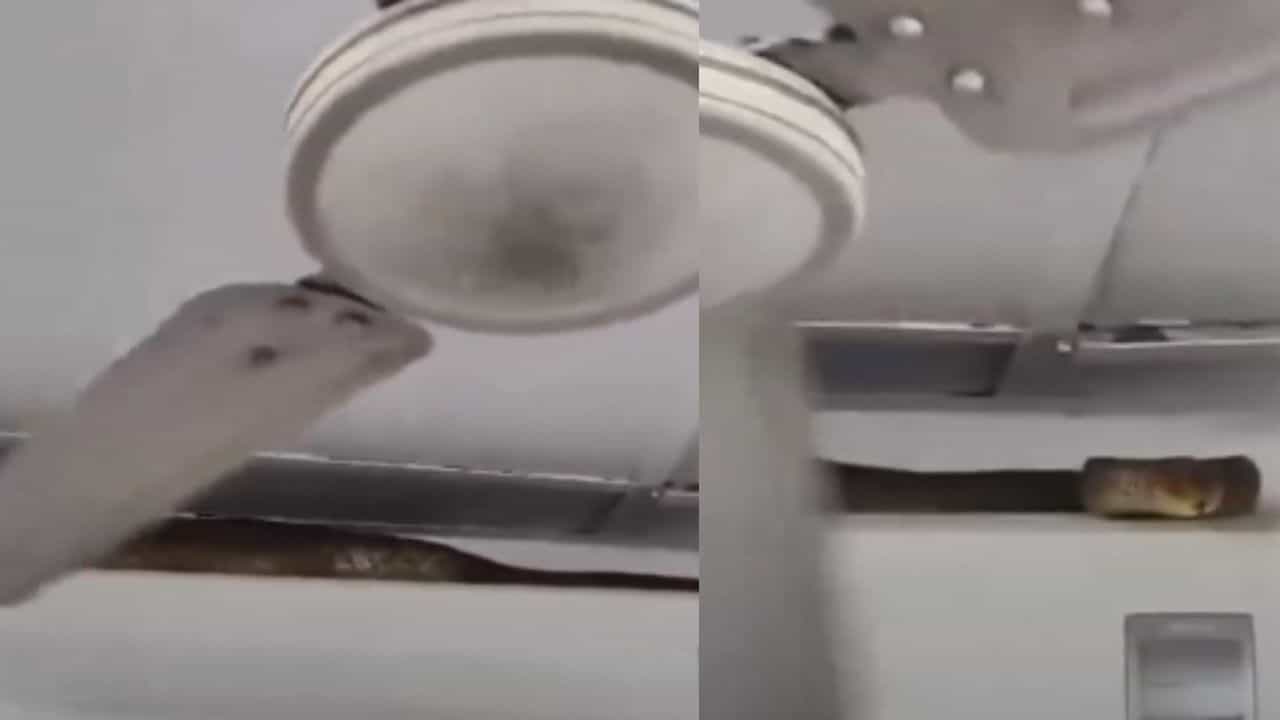 Viral Video: തണുപ്പ് കുറവാണല്ലോ! എസിയുടെ മുകളിലിരുന്ന് വിശ്രമിക്കുന്ന കക്ഷിയെ കണ്ടോ Viral Video: തണുപ്പ് കുറവാണല്ലോ! എസിയുടെ മുകളിലിരുന്ന് വിശ്രമിക്കുന്ന കക്ഷിയെ കണ്ടോ