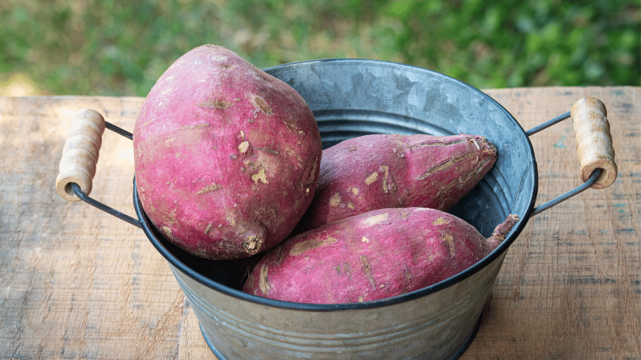 മധുരക്കിഴങ്ങ് പകല സമയങ്ങളിൽ കഴിക്കുന്നതാണ് ഏറ്റവും നല്ലത്. അതുപോലെ പ്രഭാതഭക്ഷണമായോ ഉച്ചഭക്ഷണമായോ അല്ലെങ്കിൽ വൈകുന്നേരത്തെ ലഘുഭക്ഷണമായോ ഇത് ഉപയോഗിക്കാവുന്നതാണ്. (Image Credit: Getty Images)