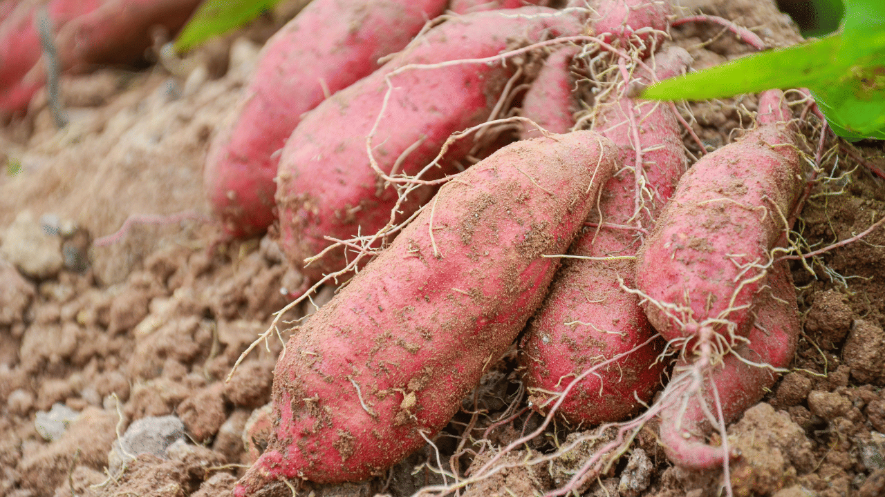 അതേസമയം, ചുട്ടെടുക്കുമ്പോൾ മധുരക്കിഴങ്ങിന് രുചി കൂടുമെങ്കിലും അതിലെ ജലാംശം കുറയുന്നു. ഇത് കലോറിയുടെ അളവ് അല്പം വർദ്ധിപ്പിക്കാൻ കാരണമാകും. കൂടുതൽ കൂടുതൽ പ്രോട്ടീനും കാർബോഹൈഡ്രേറ്റും ലഭിക്കാൻ ഈ രീതി സഹായിക്കും.
