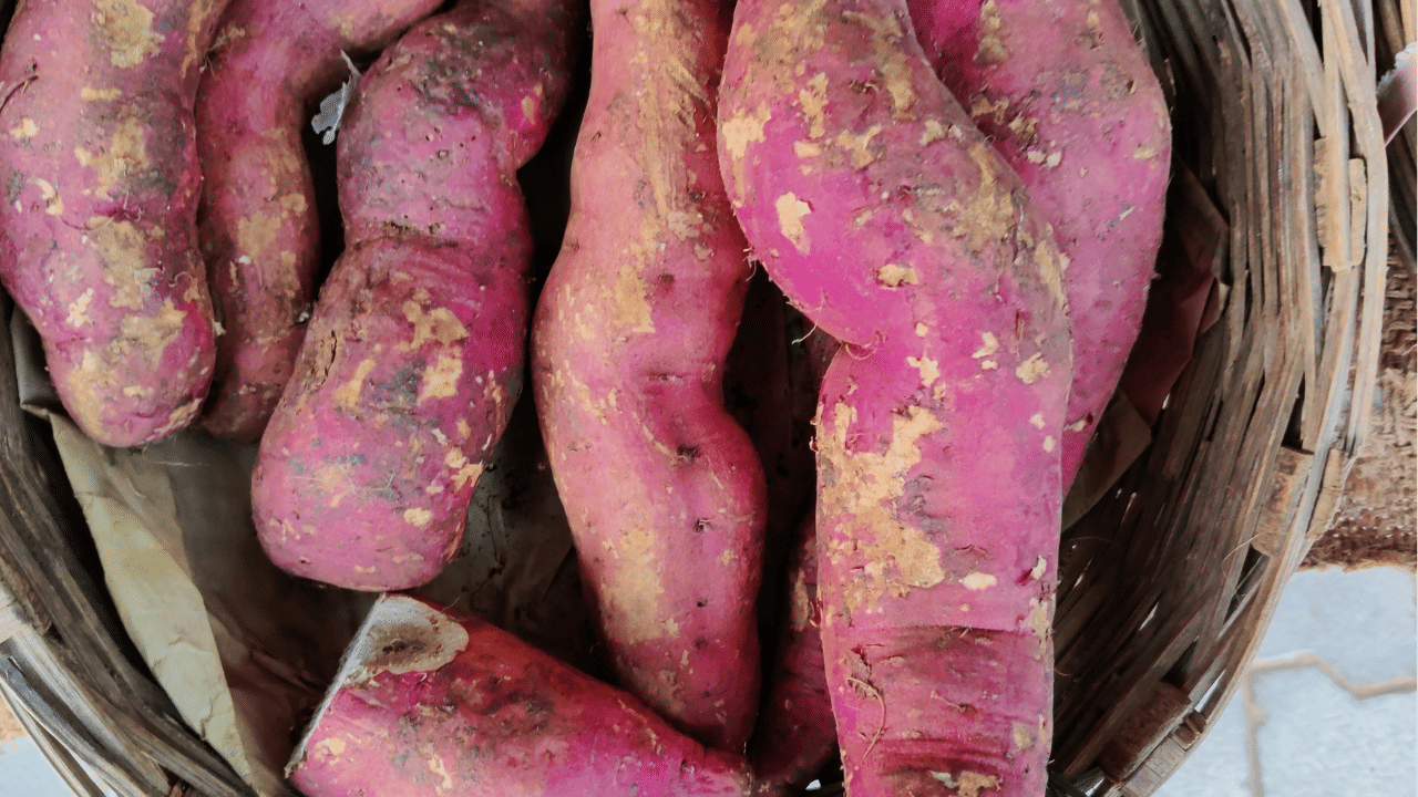 കലോറി നിയന്ത്രിക്കാൻ ആഗ്രഹിക്കുന്നവർക്ക് ഏറ്റവും അനുയോജ്യം പുഴുങ്ങിയ മധുരക്കിഴങ്ങാണ്. ഇത് വിശപ്പ് നിയന്ത്രിക്കാനും അമിതമായി ഭക്ഷണം കഴിക്കുന്നത് ഒഴിവാക്കാനും സഹായിക്കുന്നു. കൂടാതെ, പുഴുങ്ങിയ മധുരക്കിഴങ്ങിന് ഗ്ലൈസമിക് ഇൻഡക്സ് കുറവാണ്.