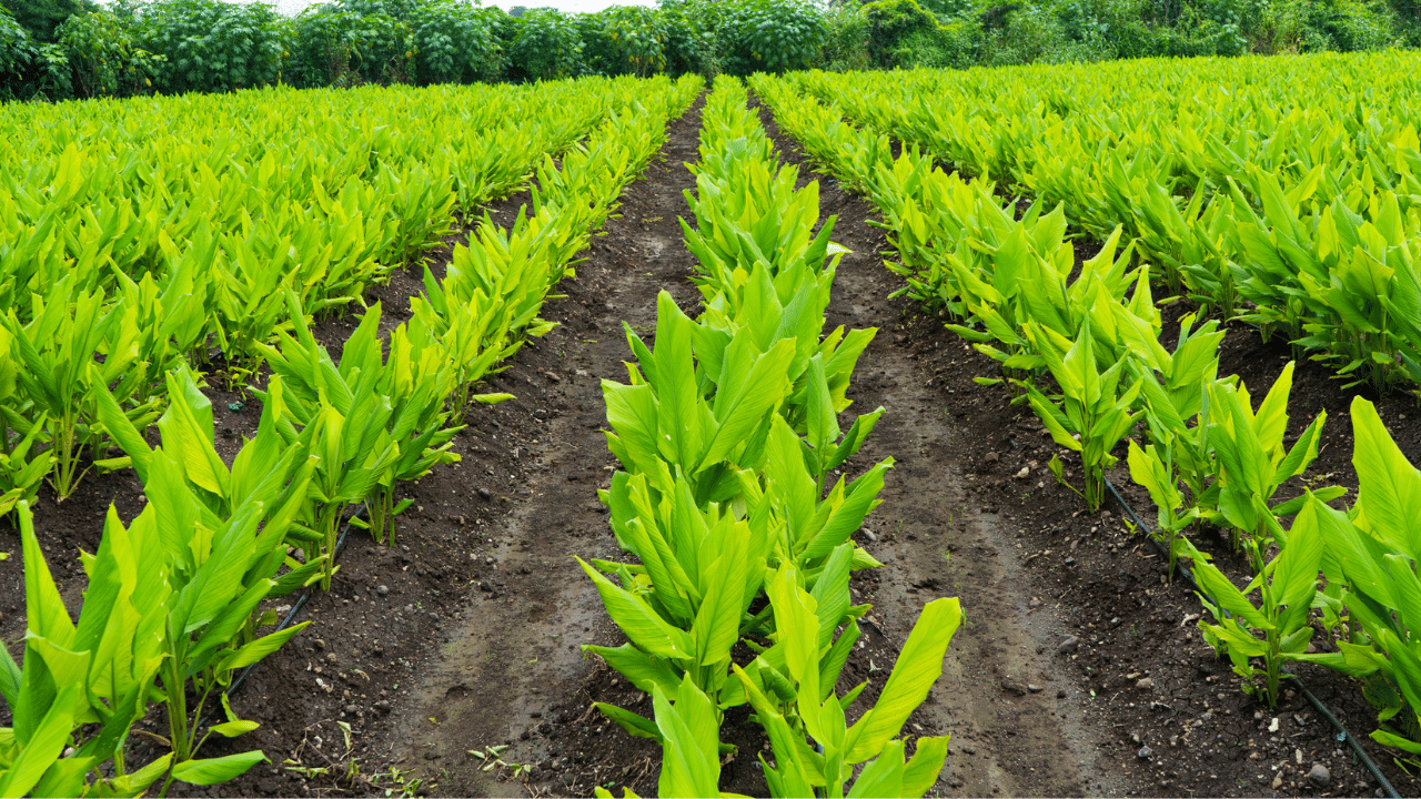 Turmeric Cultivation: ഈ സ്വർണം കേരളത്തിലും വിളയും; ചെലവ് കുറവ്, മാസം 50,000 ഉറപ്പ് Turmeric Cultivation: ഈ സ്വർണം കേരളത്തിലും വിളയും; ചെലവ് കുറവ്, മാസം 50,000 ഉറപ്പ്