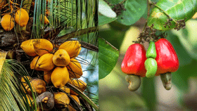 കാർഷിക മേഖലകളിൽ ഏതെല്ലാം പദ്ധതികൾ?