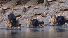 വെള്ളം കുടിക്കാനെത്തിയ കരിമ്പുലിയും പുള്ളിപ്പുലിയും; വീഡിയോ