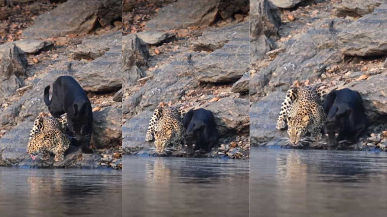 Viral Video: ശത്രുതയല്ല, ദാഹമാണ് വലുത്! വെള്ളം കുടിക്കാനെത്തിയ കരിമ്പുലിയും പുള്ളിപ്പുലിയും; വീഡിയോ