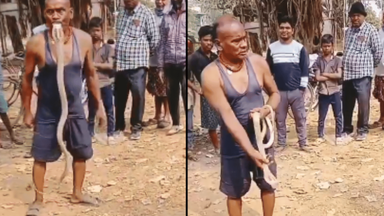 Viral Video: വാ കൊണ്ട് പാമ്പിനെ പിടിക്കാൻ പറ്റോ സക്കീർ ഭായിക്ക്? ഇവൻ ആള് കൊള്ളാലോ.... Viral Video: വാ കൊണ്ട് പാമ്പിനെ പിടിക്കാൻ പറ്റോ സക്കീർ ഭായിക്ക്? ഇവൻ ആള് കൊള്ളാലോ....